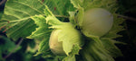 Altalanga Azienda Agricola Shop Online